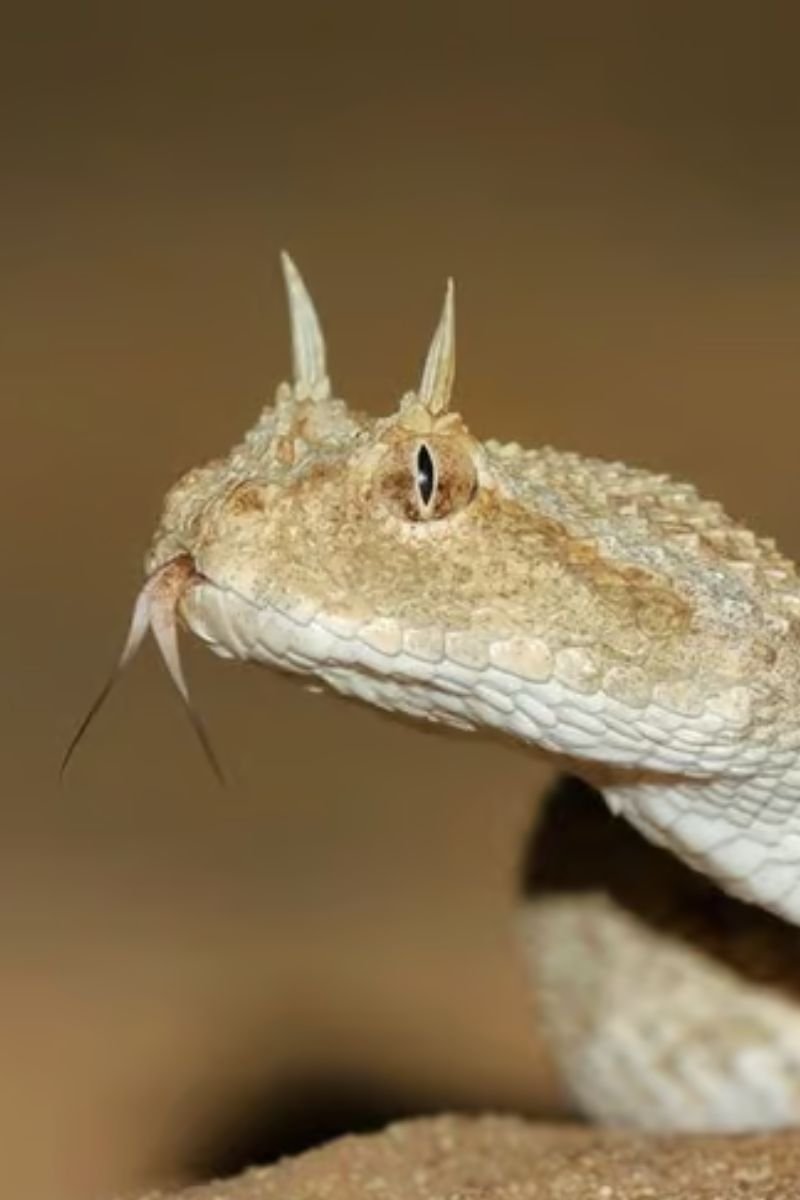 עכן חרטומים