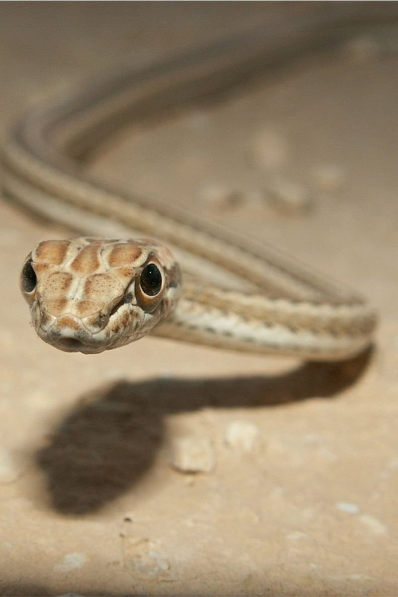 ארבע קו מובהק