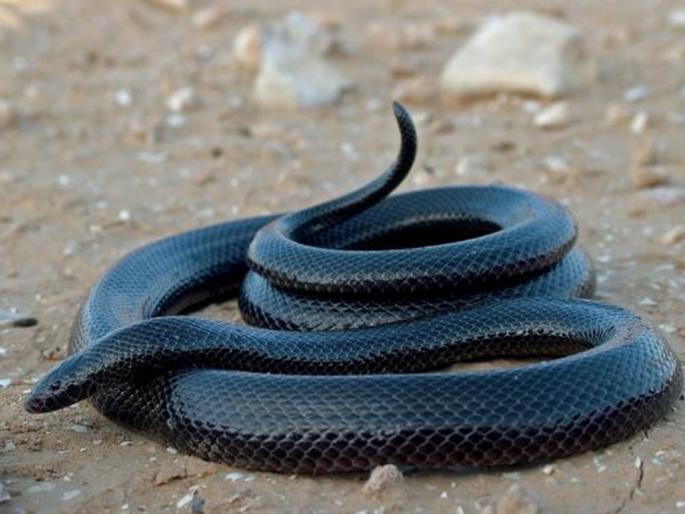 שרף עין גדי – צפעון שחור