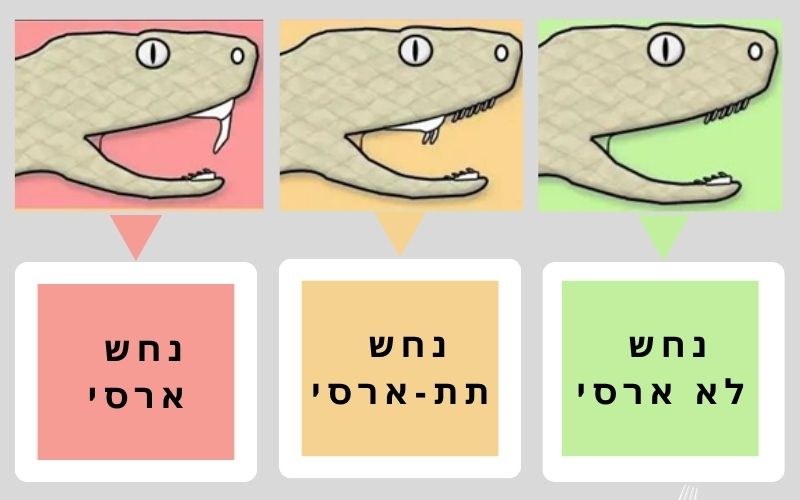 Venomous, mildly venomous and non-venomous snakes