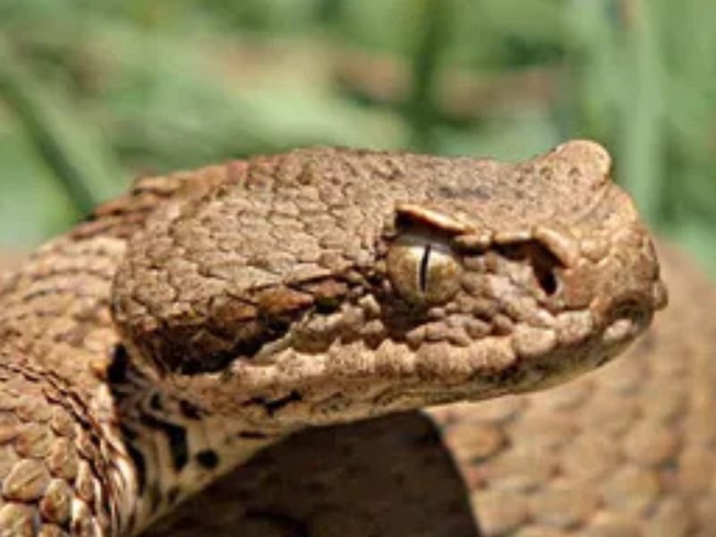 Mount Hermon Viper