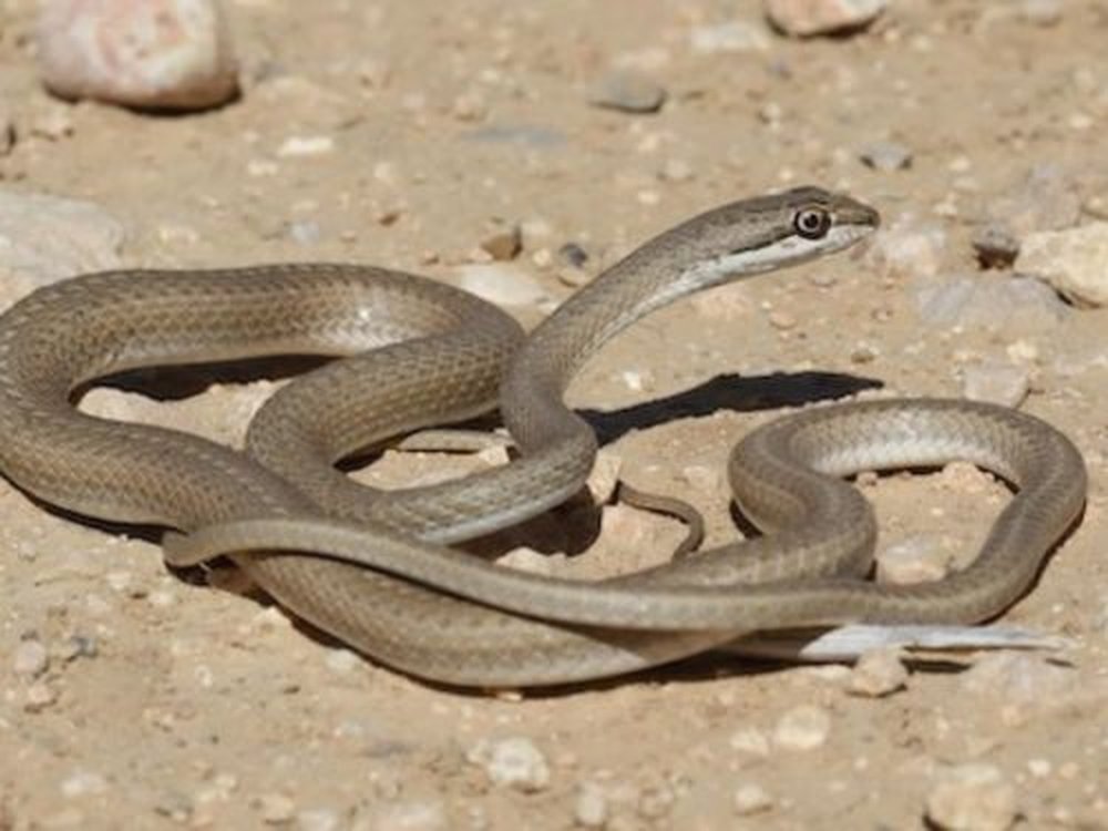 ארבע קו מובהק